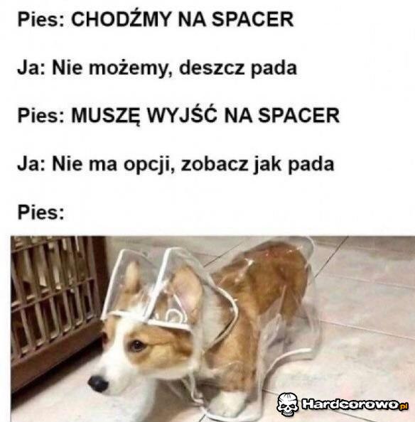 Muszę na spacer - 1