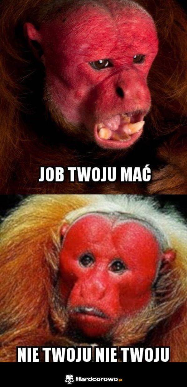 Job twoju mać - 1