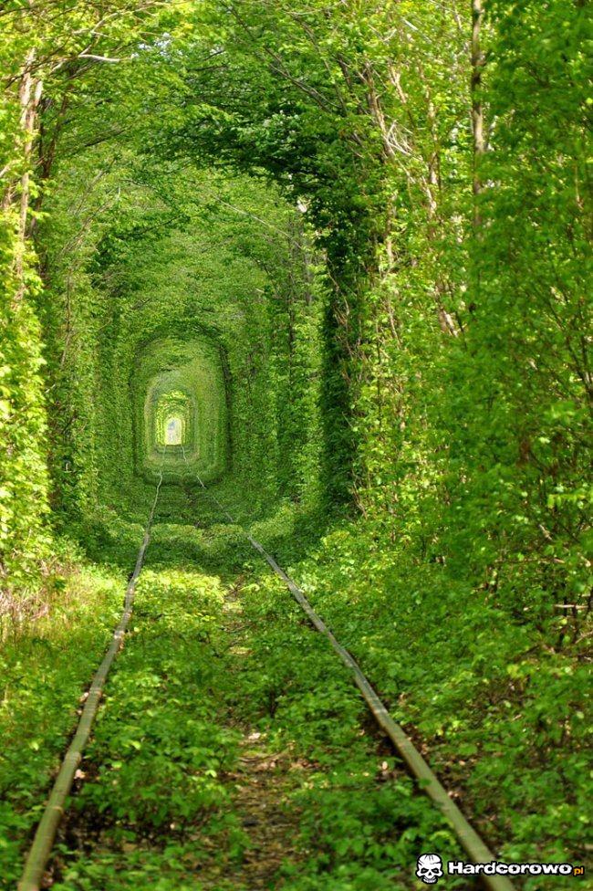 Zielony tunel - 1