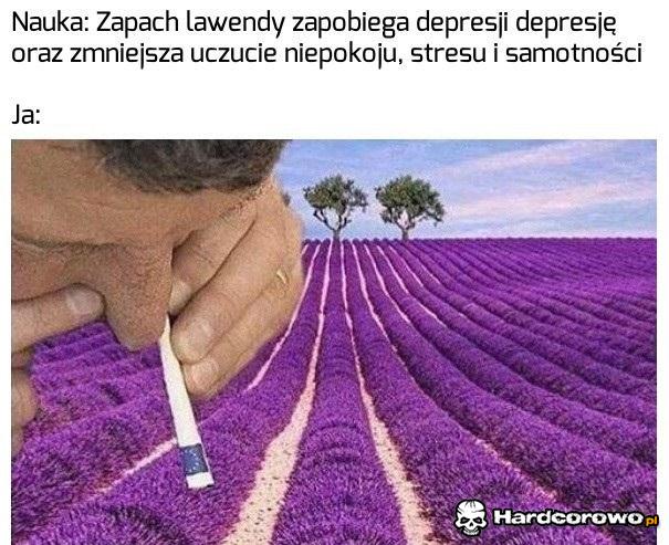 Lawenda najlepsza - 1