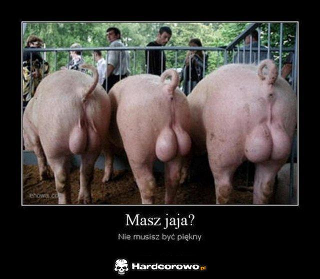 Masz jaja? - 1