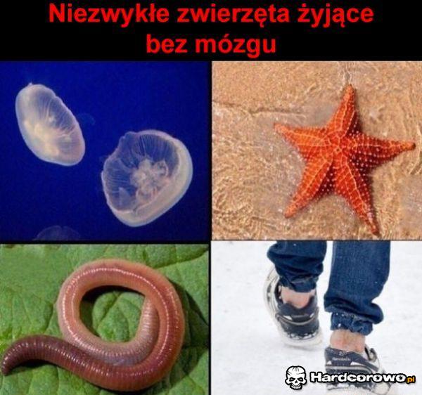 Bezmózgowce - 1