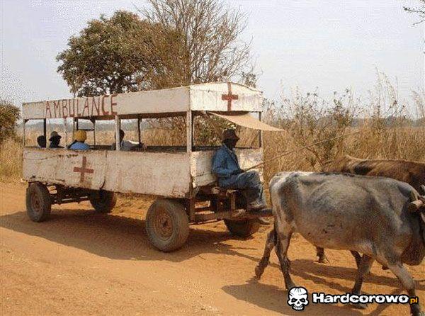 Afrykański ambulans - 1