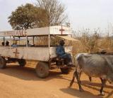 Afrykański ambulans