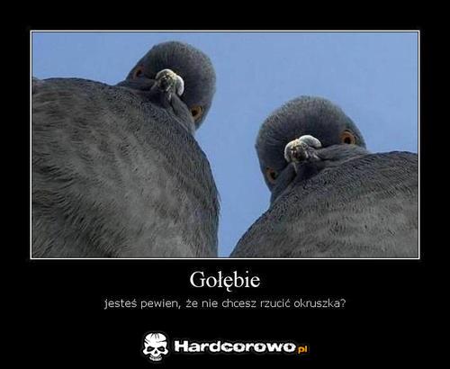 Gołębie - 1
