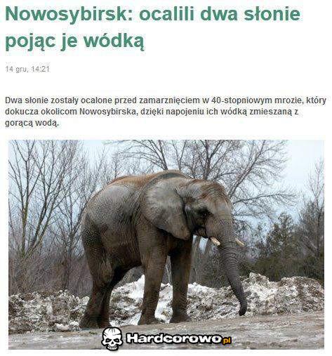 Słonie uratowane wódką.... - 1