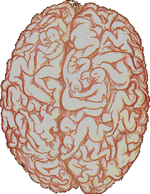 Mózg mężczyzny - 1