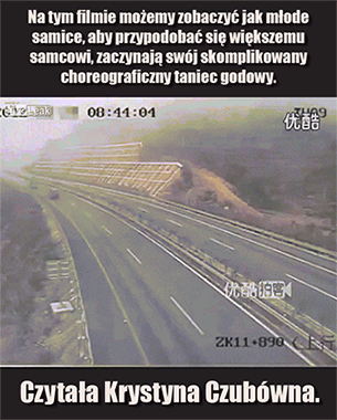 Taniec Godowy - 1