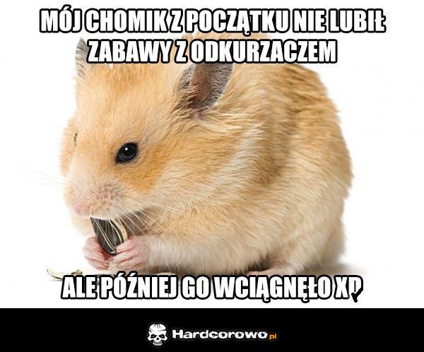 Chomik - 1