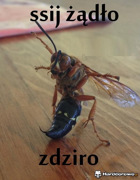 Ssij żądło  - 1