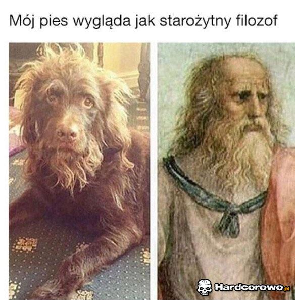 Pies filozof - 1