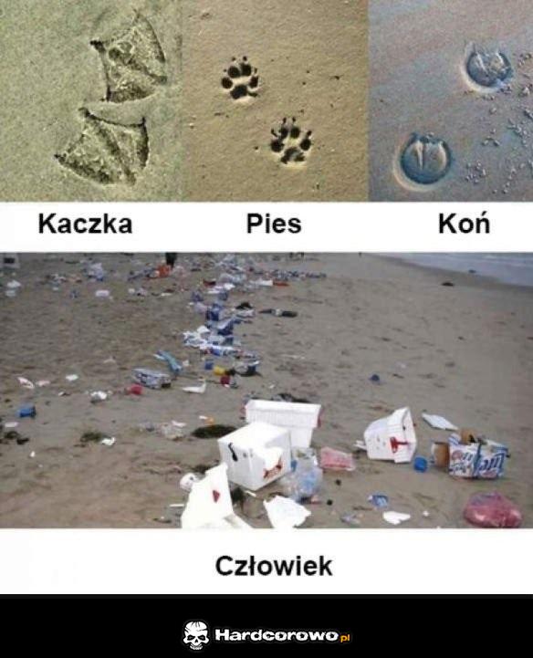Ślady zwierząt - 1