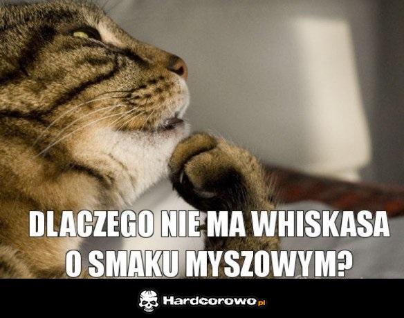 Kocie rozkminy - 1