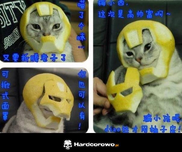 Iron Lemon Cat - 1