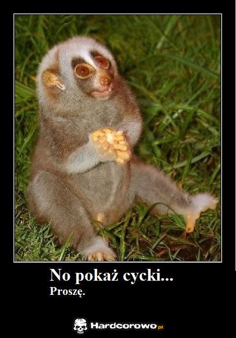 No pokaż cycki - 1