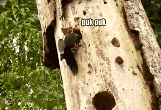 Puk puk - 1