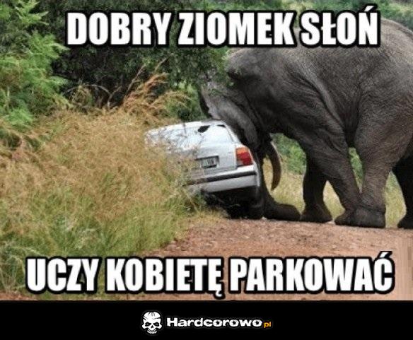 Dobry ziomek słoń - 1