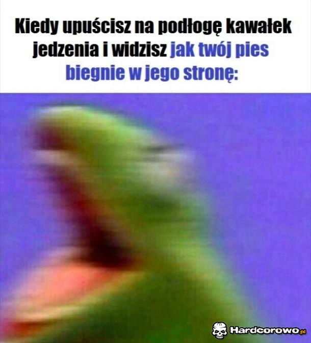 Dobry pieseł - 1