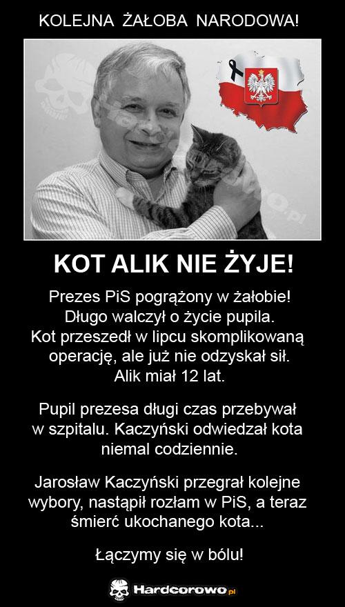 Kot Alik nie żyje! - 1