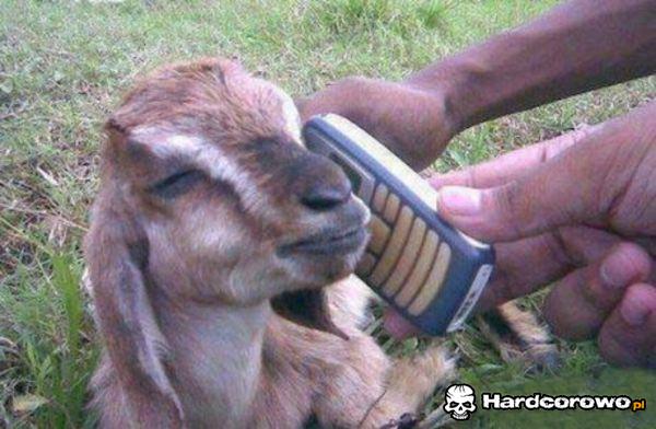 Arabski sex telefon - 1