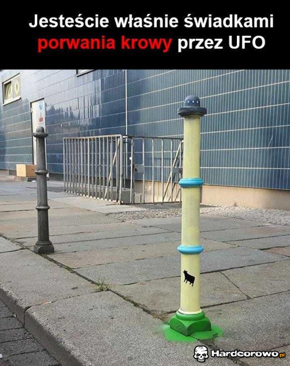 Porwana krowa - 1