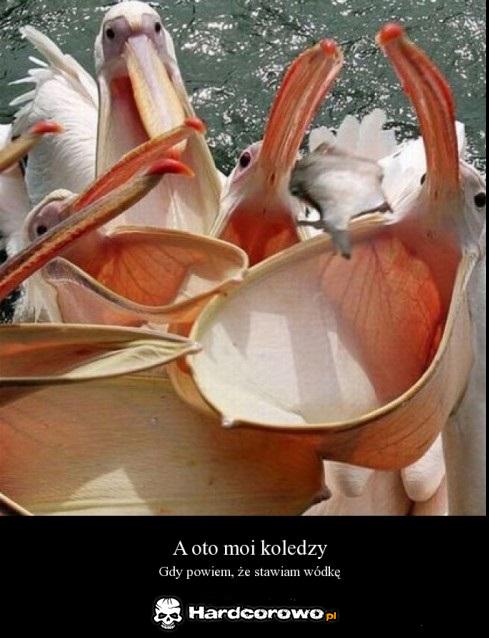 A oto moi koledzy - 1