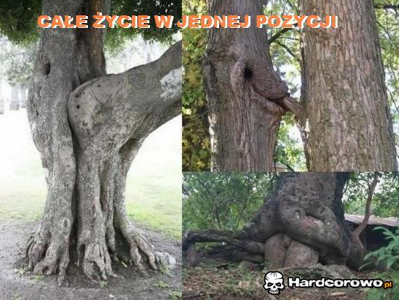 Całe życie w jednej pozycji - 1