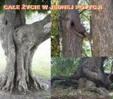 Całe życie w jednej pozycji