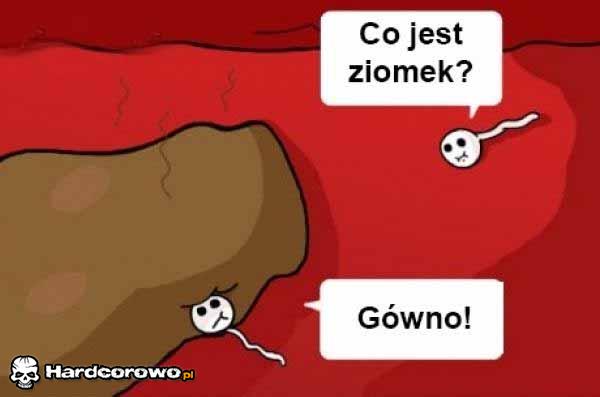 Plemniki - 1