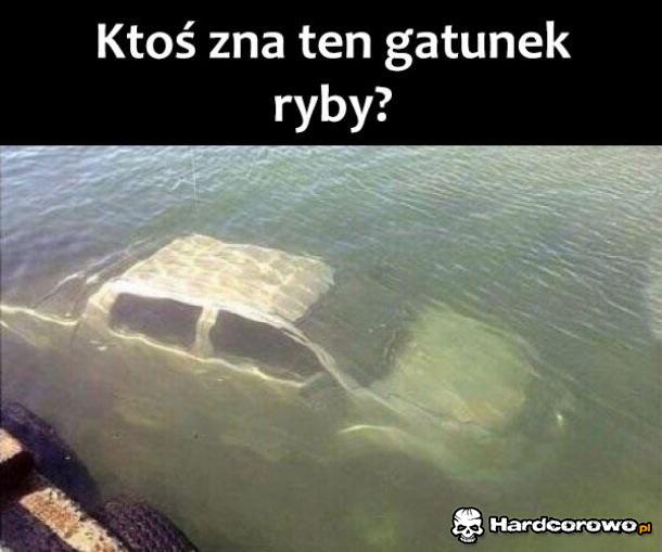 Dziwna ryba - 1