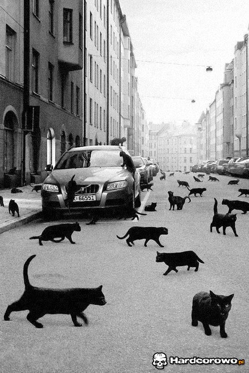 Uważaj by czarny kot nie przeszedł ci drogi - 1
