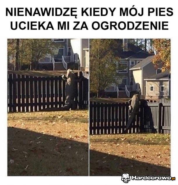 Owczarek Australijski - 1