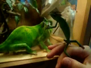 Najarany kameleon - 1