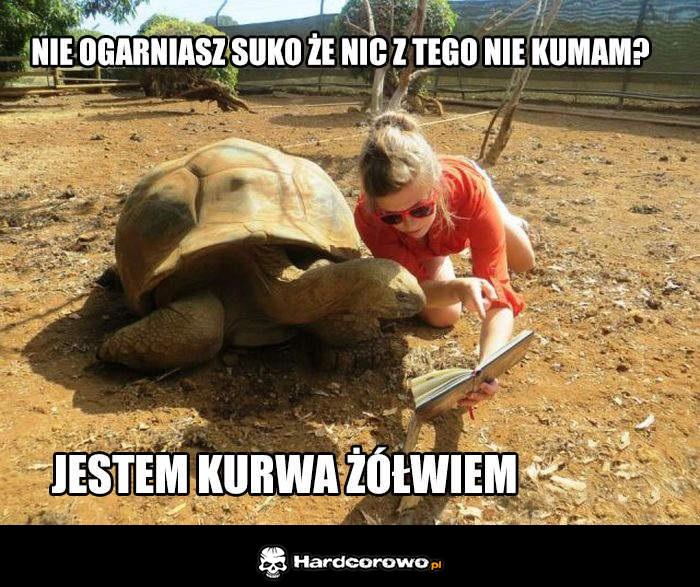 Niekumaty żółw - 1