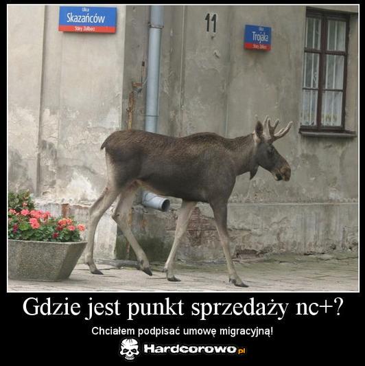 Łoś w nc+ - 1