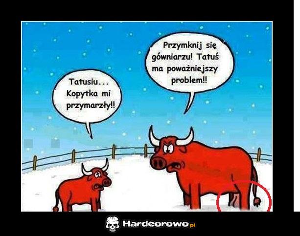 Byczy problem - 1
