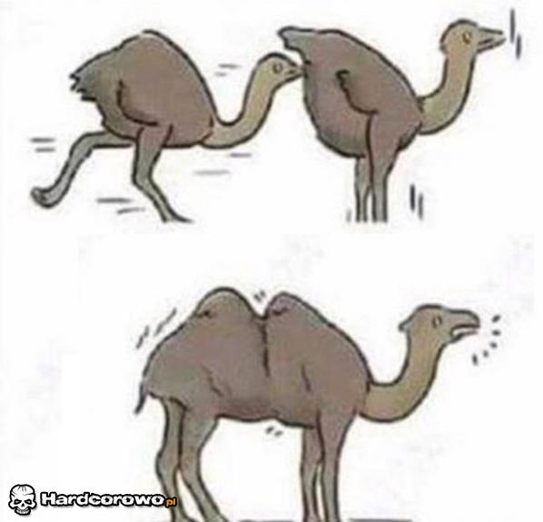 Tak powstają wielbłądy - 1