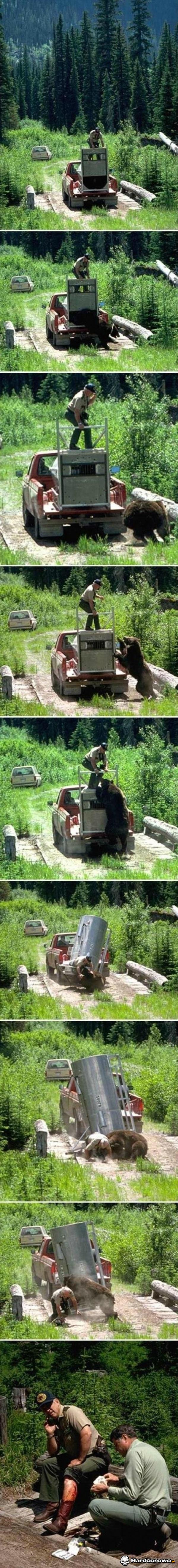Atak niedźwiedzia - 1
