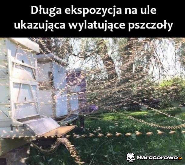 Pszczoły - 1