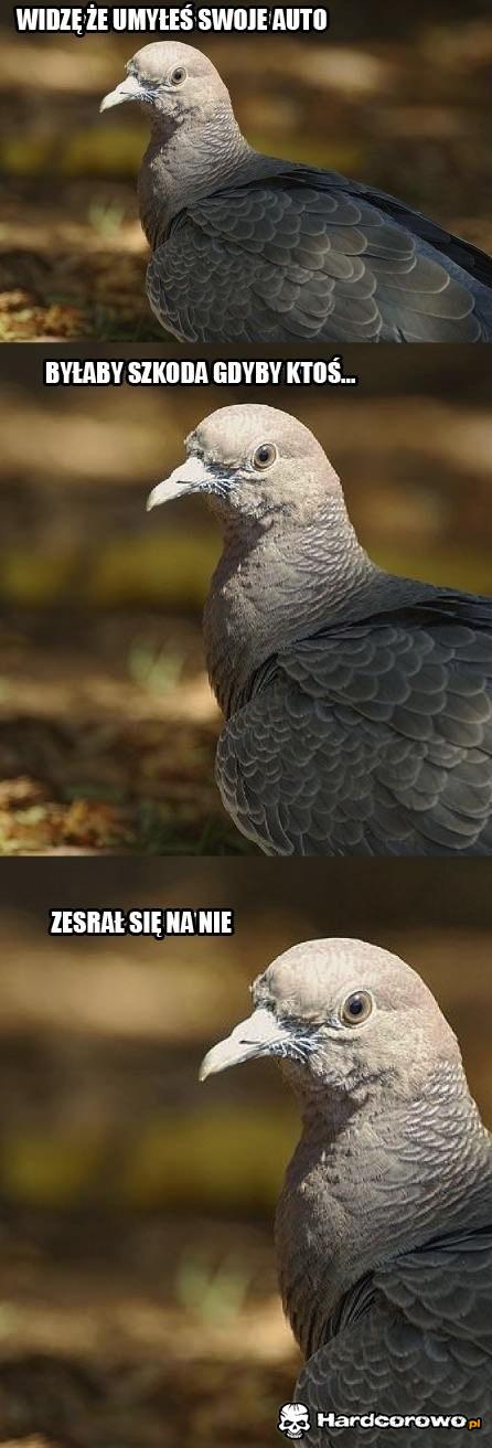 Pieprzone gołębie - 1