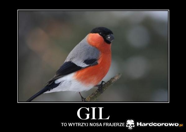Gil - 1