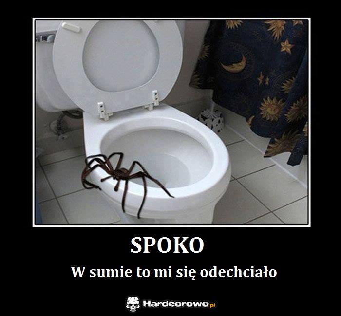 Spoko - 1