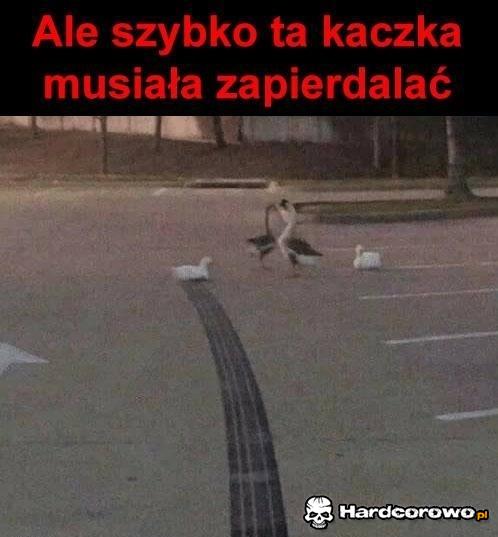 Szybka kaczka - 1