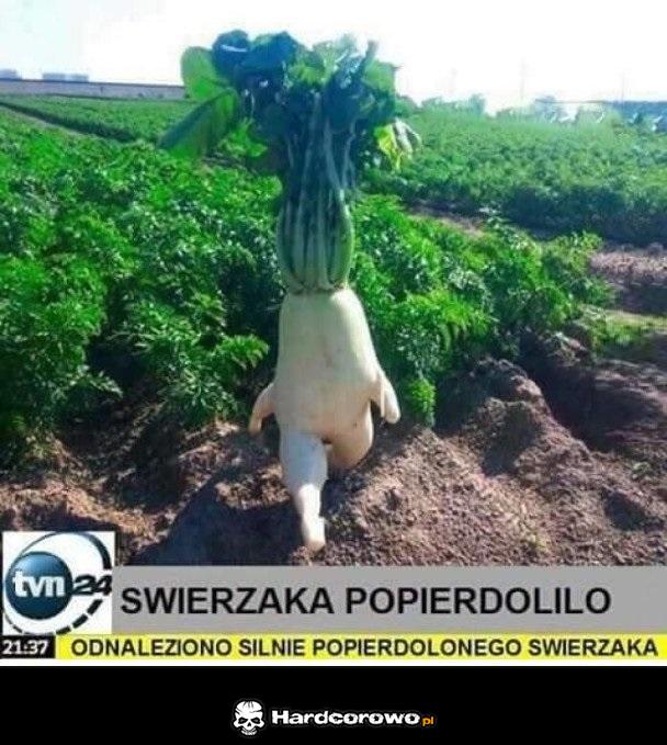 Świeżaki na wolności - 1