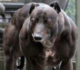 Najsilniejszy pies na świecie