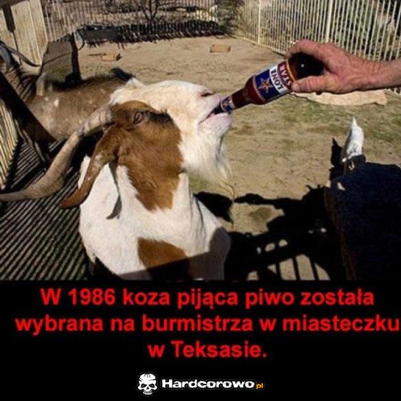 Burmistrz jakiego świat potrzebuje - 1