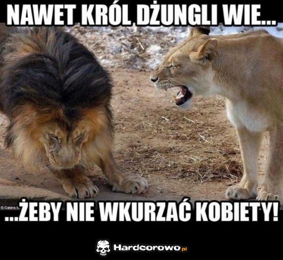 Nawet król dżungi wie - 1