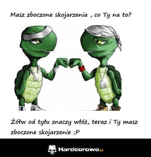 Żółw od tyłu - 1