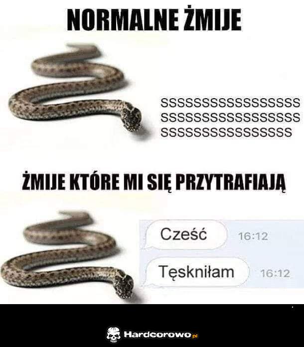 Są dwa rodzaje żmij - 1