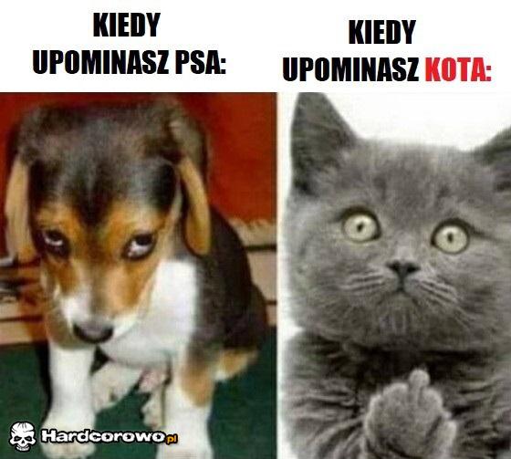 Pies vs Kot - 1